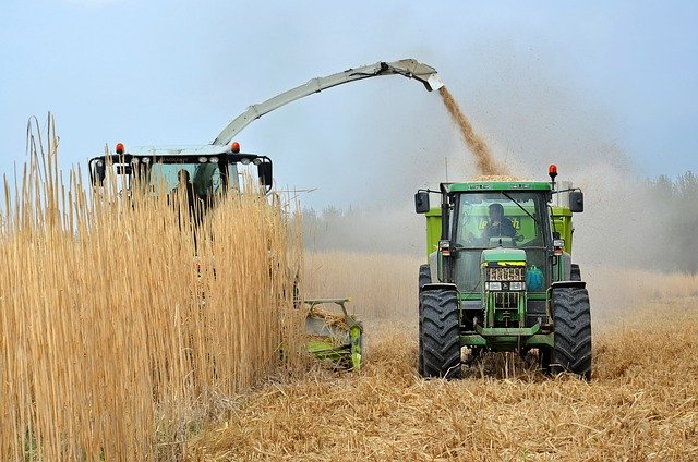 biomass production