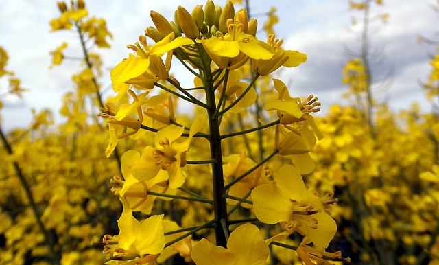 oilseed rape plant